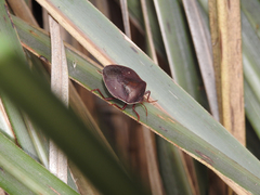 Brachystethus geniculatus