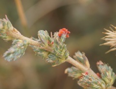 Camphorosma monspeliaca