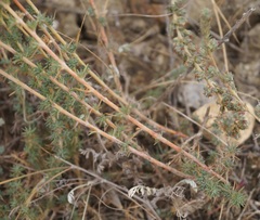 Camphorosma monspeliaca