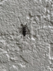 Acanthocinus obsoletus