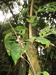Monstera obliqua