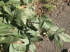Carya