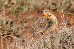 Macronyx capensis colletti