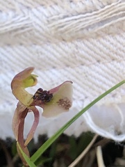 Chiloglottis formicifera