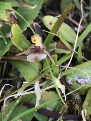 Chiloglottis formicifera