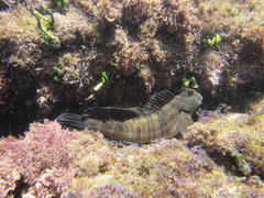 Istiblennius