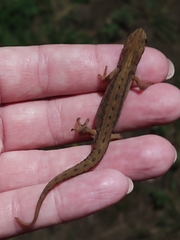Lissotriton vulgaris