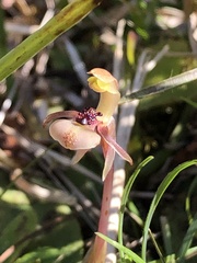 Chiloglottis formicifera