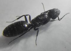 Camponotus werthi