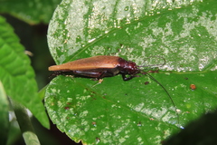 Oecanthidae