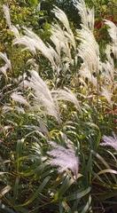 Miscanthus sacchariflorus