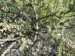 Leucadendron concavum