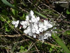 Libertia tricocca