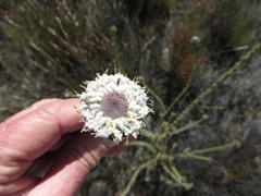 Leucadendron concavum