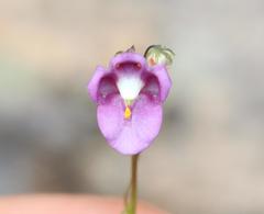 Diascia parviflora