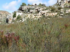 Leucadendron concavum