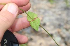 Diascia parviflora