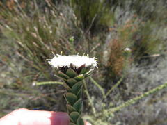 Leucadendron concavum