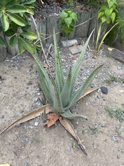 Aloe vera