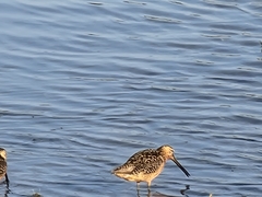 Limnodromus scolopaceus