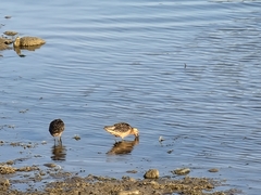 Limnodromus scolopaceus