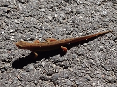 Lissotriton vulgaris