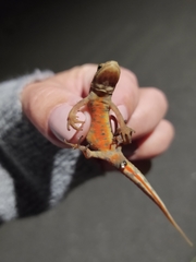 Lissotriton vulgaris