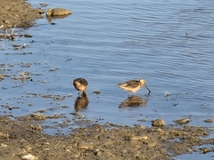 Limnodromus scolopaceus