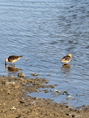 Limnodromus scolopaceus