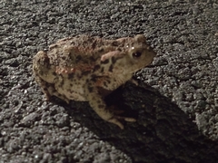 Bufo bufo