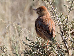 Mirafra fasciolata fasciolata