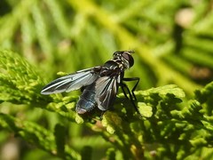 Trichopoda lanipes