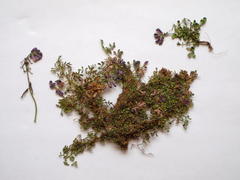 Indigofera sp-aff-humifusa