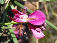 Indigofera sp-aff-humifusa