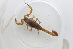 Pseudolychas ochraceus