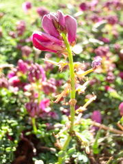 Indigofera sp-aff-humifusa