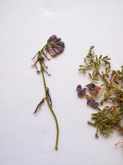 Indigofera sp-aff-humifusa