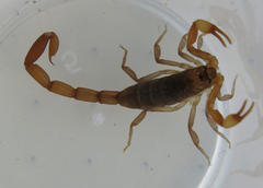 Pseudolychas ochraceus