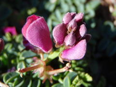 Indigofera sp-aff-humifusa