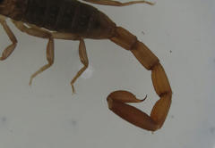 Pseudolychas ochraceus