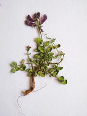 Indigofera sp-aff-humifusa