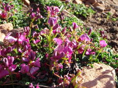 Indigofera sp-aff-humifusa
