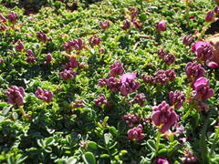 Indigofera sp-aff-humifusa