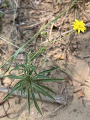 Croptilon hookerianum