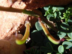 Indigofera sp-aff-humifusa