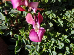 Indigofera sp-aff-humifusa