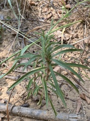 Croptilon hookerianum