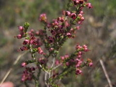 Erica hispidula hispidula