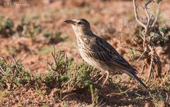 Galerida magnirostris harei