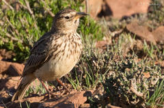 Galerida magnirostris harei